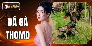 Đấu Trường Đá Gà Thomo Đỉnh Cao Với Tỷ Lệ Cược Hấp Dẫn