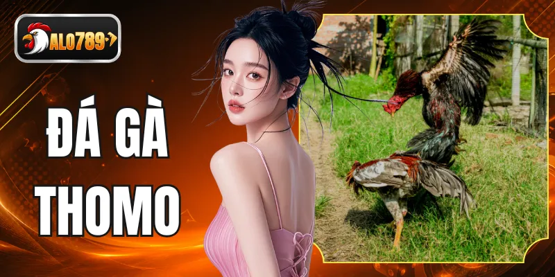 Đấu Trường Đá Gà Thomo Đỉnh Cao Với Tỷ Lệ Cược Hấp Dẫn